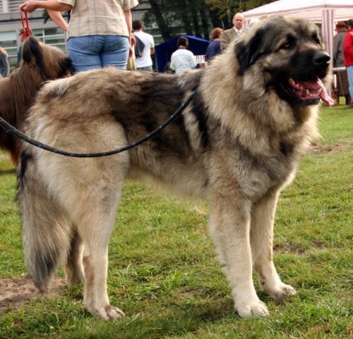 Leonberger Growth Chart