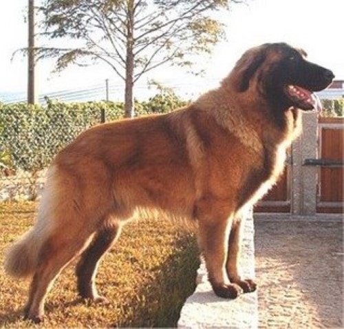 Leonberger Growth Chart