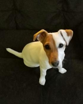 Courbe De Croissance Du Chiot Jackie Jack Russell Femelle