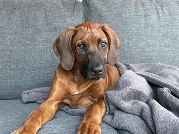 Courbe De Croissance Du Chiot Pepper Rhodesian Ridgeback Femelle