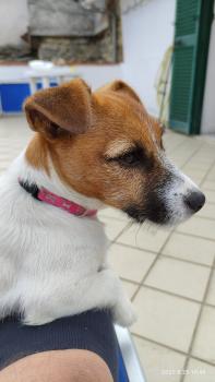 Courbe De Croissance Du Chiot Kia Jack Russell Femelle