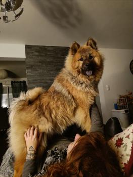 Courbe De Croissance Du Chiot Simba Eurasier M Le