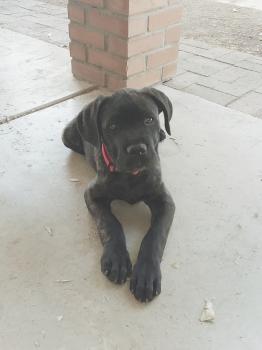 Courbe De Croissance Du Chiot Optimus Prime Cane Corso Mâle