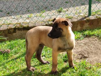 Courbe De Croissance Du Chiot Prada Berger Malinois Femelle